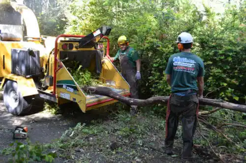 tree services Morenci